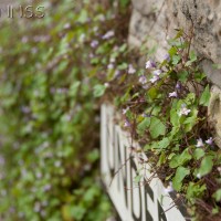 Ivy-leaved Toadflax